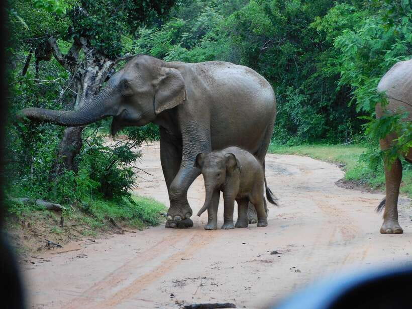 Udawalawe Safari Tour from Hambantota Port (Shore Excursion) - Key points to know before you book