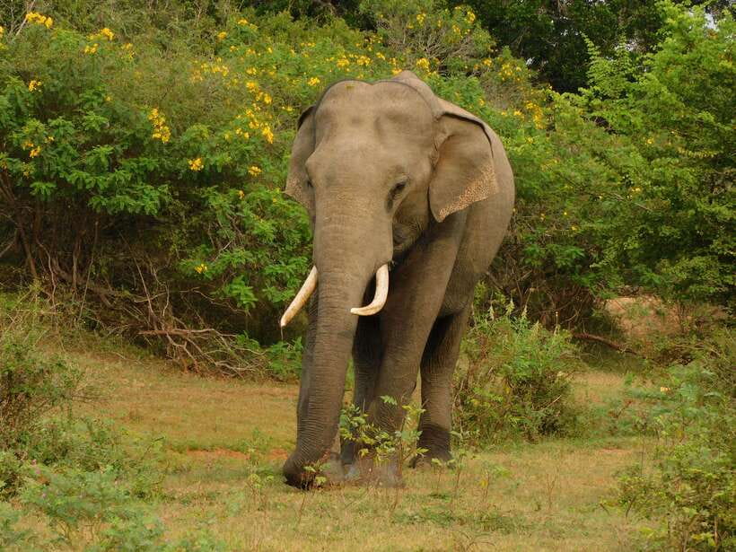 Udawalawe Safari Tour from Hambantota Port (Shore Excursion) - Small tips that can improve your day
