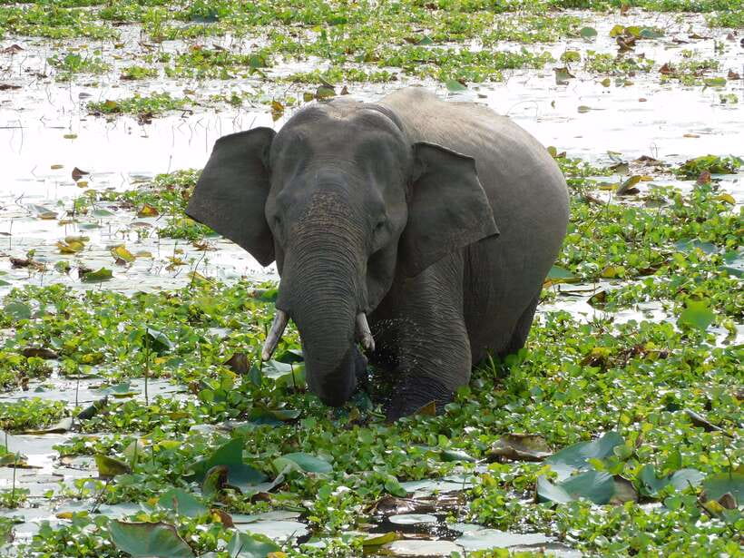 Udawalawe Safari Tour from Hambantota Port (Shore Excursion) - Why this Hambantota shore excursion works