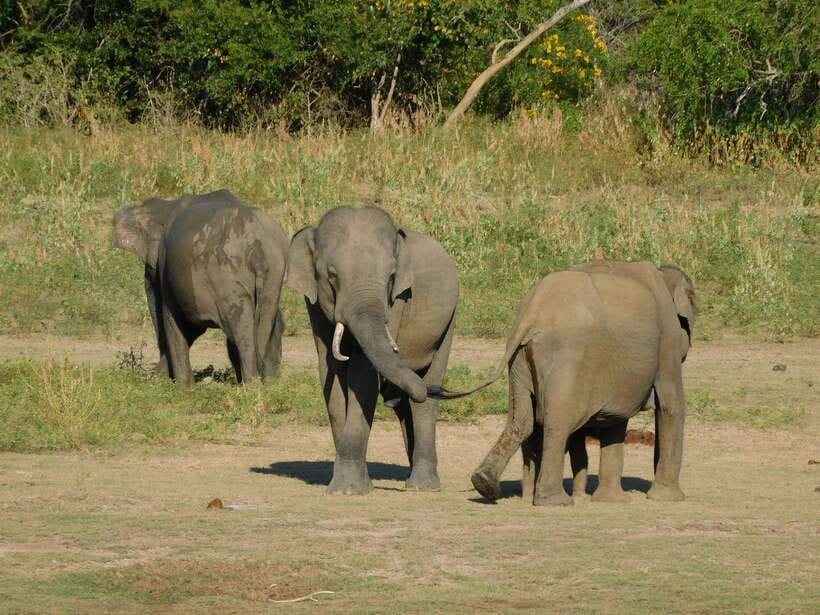 Udawalawe Safari Tour from Hambantota Port (Shore Excursion) - Udawalawe National Park: the wild half of the day