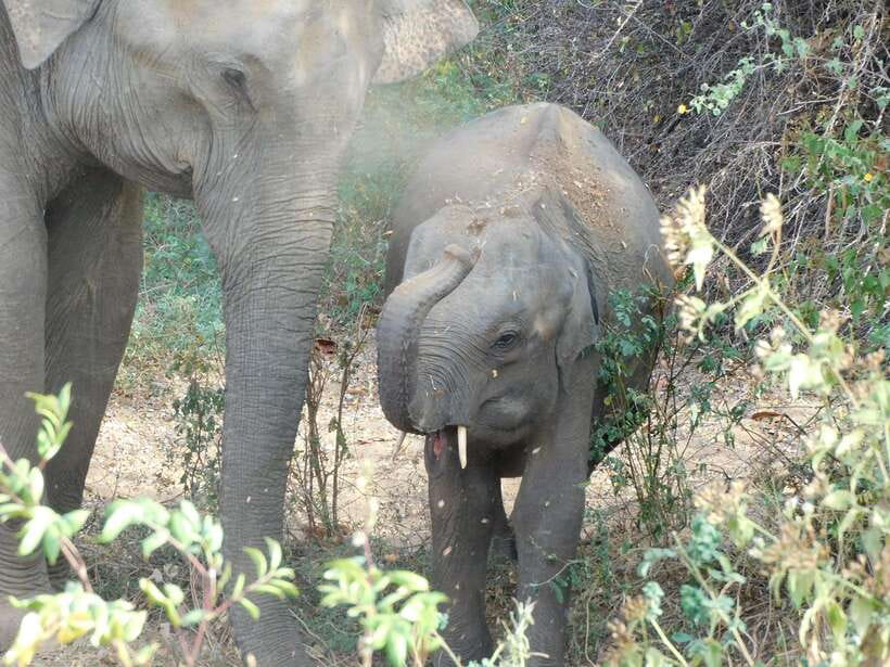 Udawalawe Safari Tour from Hambantota Port (Shore Excursion) - What is included, and what you still pay for