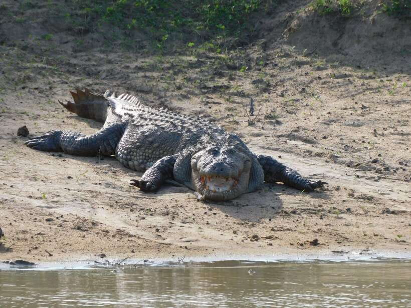 Udawalawe Safari Tour from Hambantota Port (Shore Excursion) - Comfort, safety, and the real pace of the day
