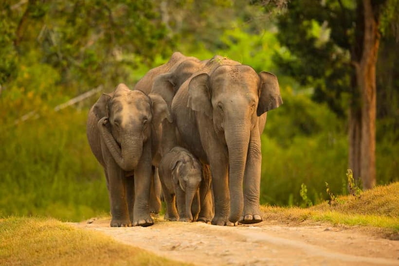 Udawalawe Safari Tour from Tissamaharama/Yala/Hambantota - Key points to know before booking
