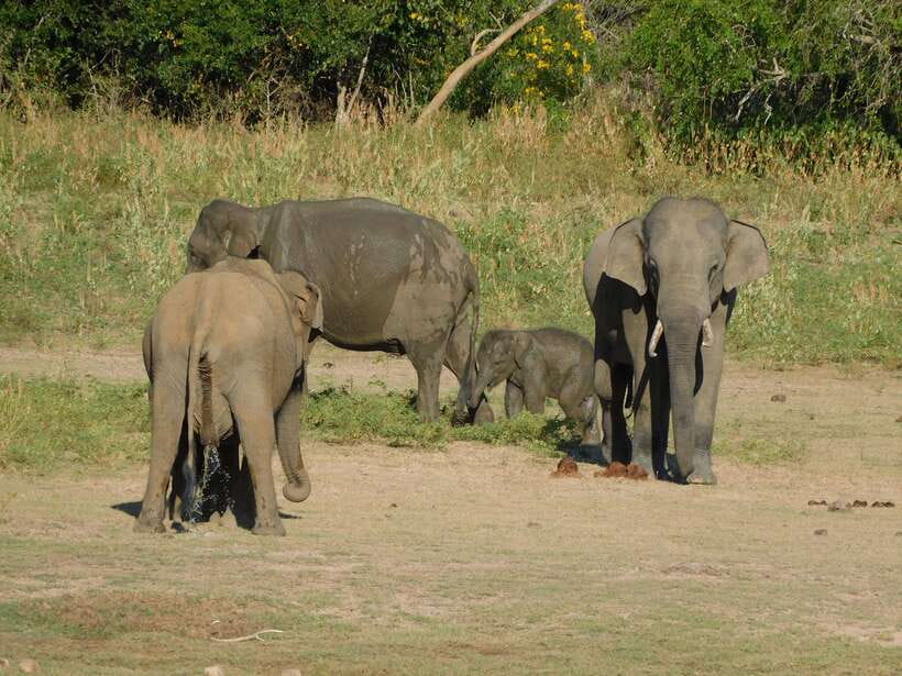 Udawalawe Safari Tour from Tissamaharama/Yala/Hambantota - Final verdict: should you book it?
