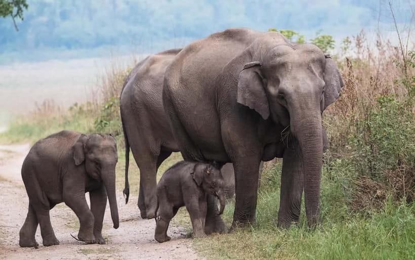 Udawalawe Safari Tour from Tissamaharama/Yala/Hambantota - Why Udawalawe makes sense after Yala
