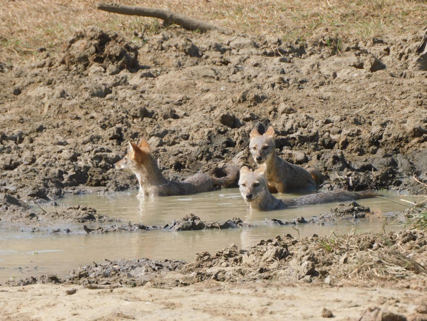 Udawalawe Safari Tour from Tissamaharama/Yala/Hambantota - What the $70 price really covers