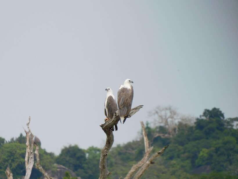 Udawalawe Safari Tour from Tissamaharama/Yala/Hambantota - Morning or evening: choosing your safari time