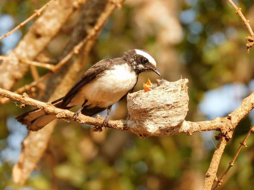 Udawalawe Safari Tour from Tissamaharama/Yala/Hambantota - Who will get the most from this tour