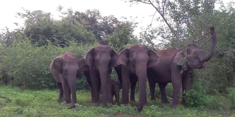 Udawalawe : Udawalawa National Park Half day Safari Tour - Why Udawalawe is a strong choice for an elephant safari