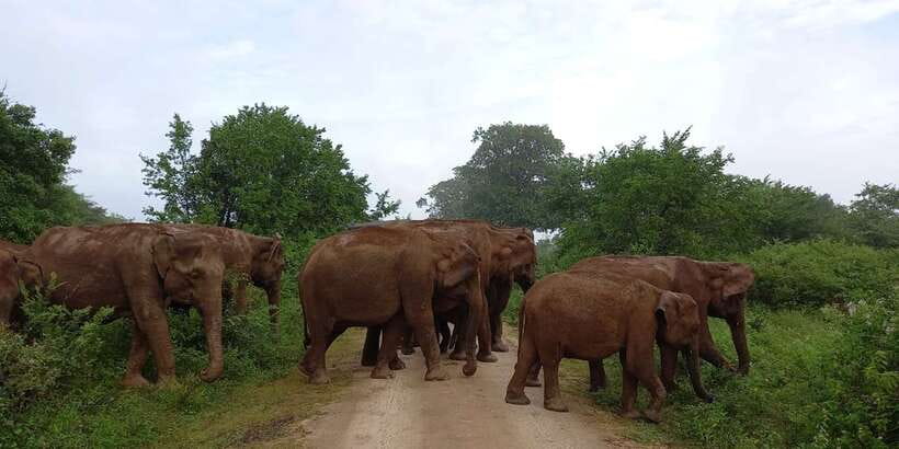 Udawalawe : Udawalawa National Park Half day Safari Tour - What the seven-hour itinerary feels like