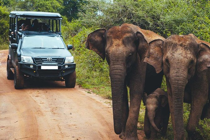 VALUE PACK! One Day Safari Tour to Yala and Udawalawa Parks - Is $100 good value?