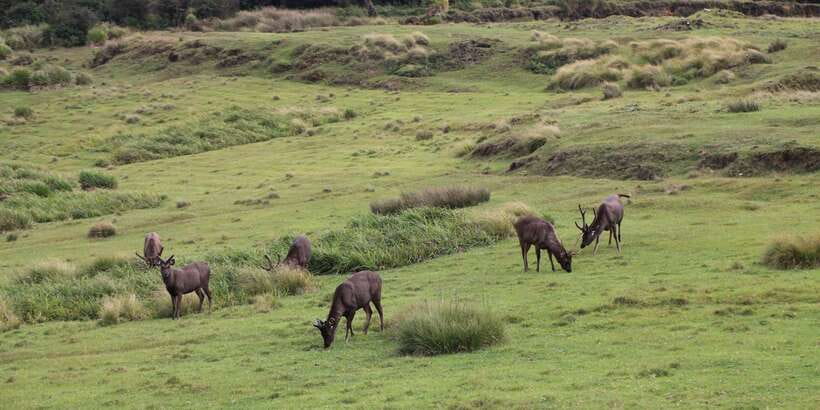 Visit Horton plains and Nuwara Eliya from Ella - Nuwara Eliya feels like a different Sri Lanka