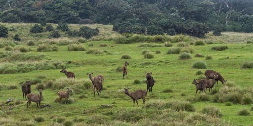 Visit Horton plains and Nuwara Eliya from Ella - Is $60 good value from Ella?