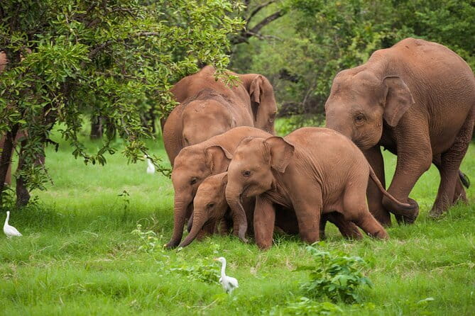 Walawe Palm Safari Udawalawe - Food, drinks, and the practical comfort level