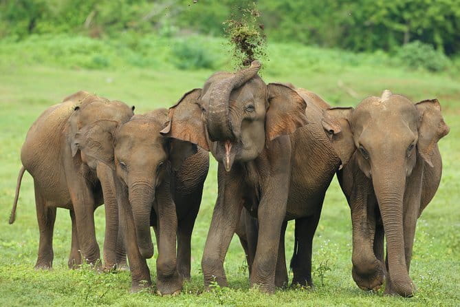 Walawe Palm Safari Udawalawe - What I would expect from the guide