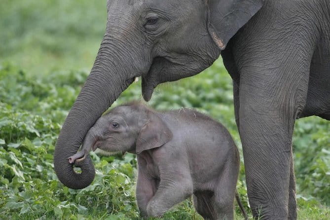 Walawe Palm Safari Udawalawe - Small drawbacks worth keeping in mind