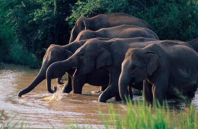 Wasgamuwa National Park Safari from Kandy - Why Wasgamuwa Makes Sense From Kandy
