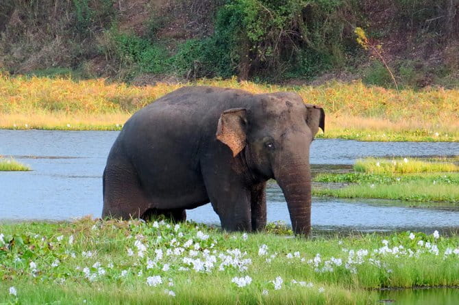 Wasgamuwa National Park Safari from Kandy - What the $104 Price Really Covers
