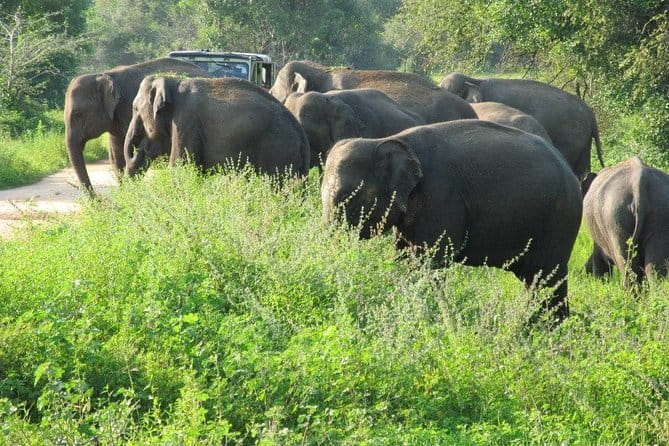 Wasgamuwa National Park Safari from Kandy - The Road From Kandy to the Park