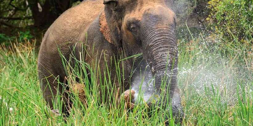 Wasgamuwa National Park Safari (Private Jeep) - Five things to know before your Wasgamuwa safari