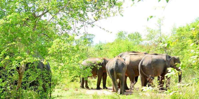 Wasgamuwa National Park Safari (Private Jeep) - Why Wasgamuwa feels different from Sri Lanka’s busiest parks