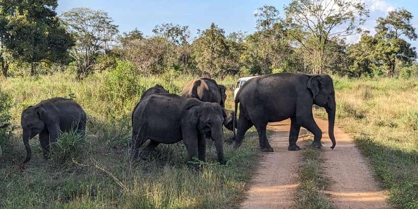Wasgamuwa National Park Safari (Private Jeep) - Other animals you might find along the way