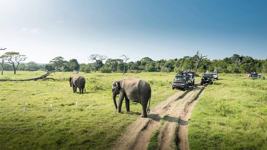 Wasgamuwa National Park Safari (Private Jeep) - Morning or evening: choosing the right safari time