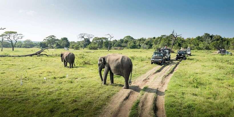Wasgamuwa National Park Safari (Private Jeep) - What the $25 price really covers