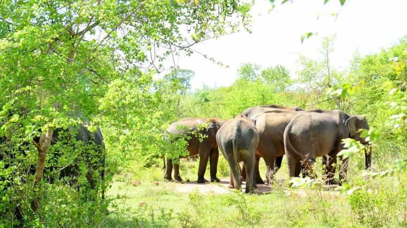 Wasgamuwa National Park Safari (Private Jeep) - Who will get the most from this safari