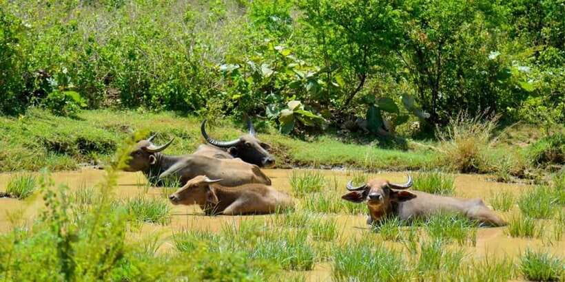 Wasgamuwa National Park Safari (Private Jeep) - What the private jeep outing actually feels like