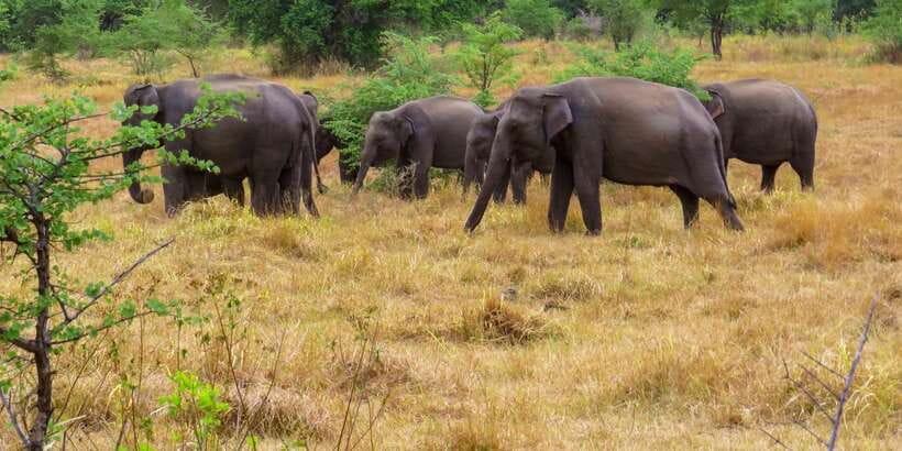 Wasgamuwa: Wasgamuwa National Park Private 3-Hour Safari - Small pools bring crocodiles and water birds