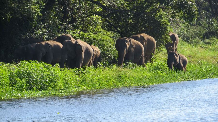 Wasgamuwa: Wasgamuwa National Park Private 3-Hour Safari - Is $27 per person good value?