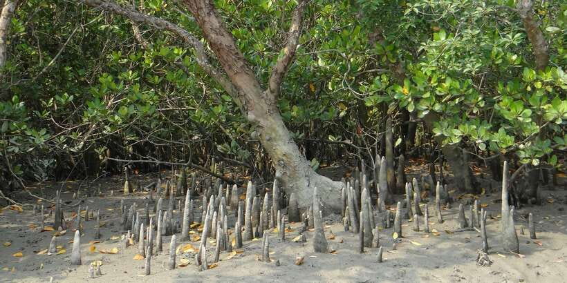 West coast Beach, River Mangroves lagoon, Wildlife boat Tour - A coastal day that begins with a long ride