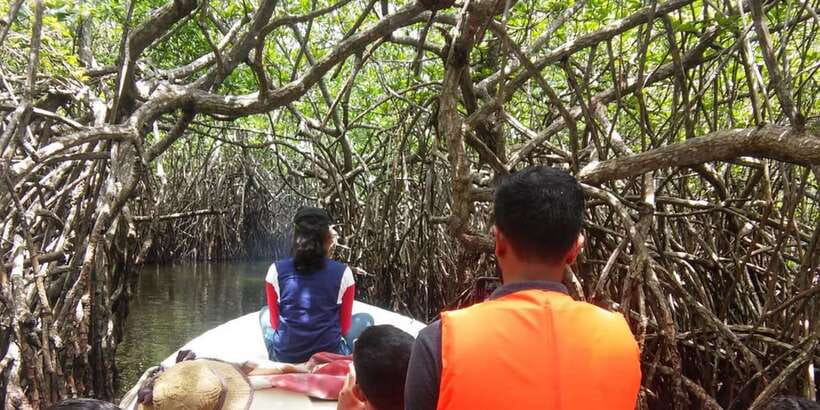 West coast Beach, River Mangroves lagoon, Wildlife boat Tour - Cruising the Madu Ganga mangrove wetland
