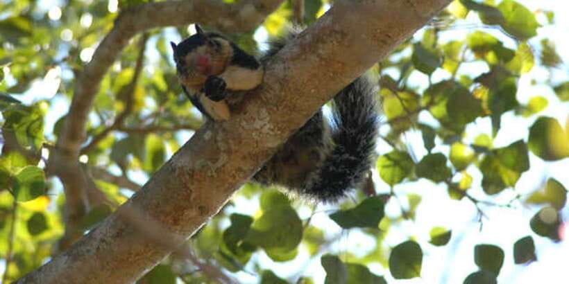 West coast Beach, River Mangroves lagoon, Wildlife boat Tour - An island temple reached by water