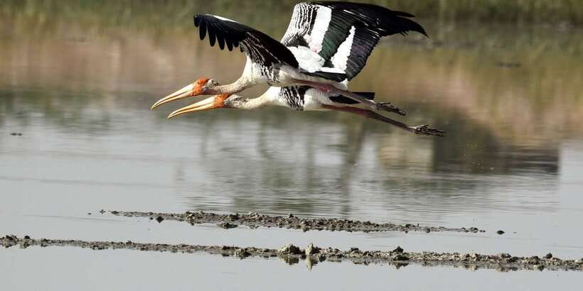 West coast Beach, River Mangroves lagoon, Wildlife boat Tour - Masks, folklore, and a commercial pause