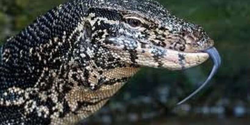 West coast Beach, River Mangroves lagoon, Wildlife boat Tour - Sea turtles and the cost of conservation