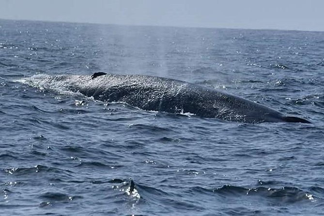 Whale & Dolphin Watching Day Tour including Handunugoda Teafactory - Who will enjoy this day most