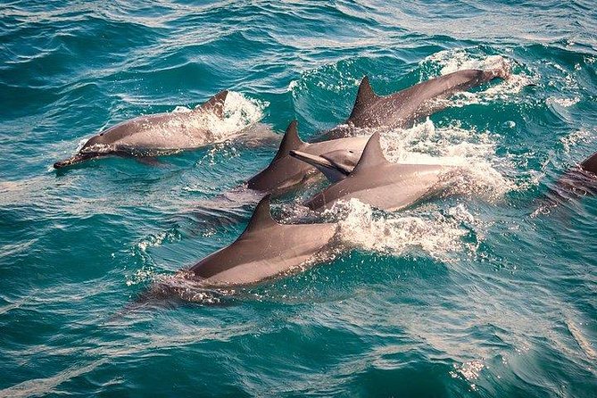 Whale & Dolphin Watching Day Tour including Handunugoda Teafactory - Stilt fishing in a 15-minute coastal stop