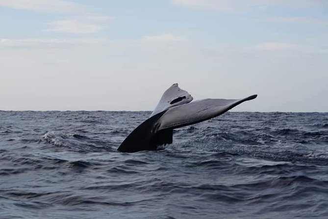 Whale & Dolphin Watching Tour in Trincomalee | Scenic Boat Ride - Key points to know before you book