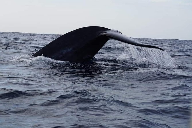 Whale & Dolphin Watching Tour in Trincomalee | Scenic Boat Ride - Spinner dolphins and the best chance of a sighting
