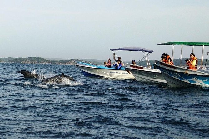 Whale & Dolphin Watching Trincomalee - Before sunrise in Trincomalee or Nilaveli