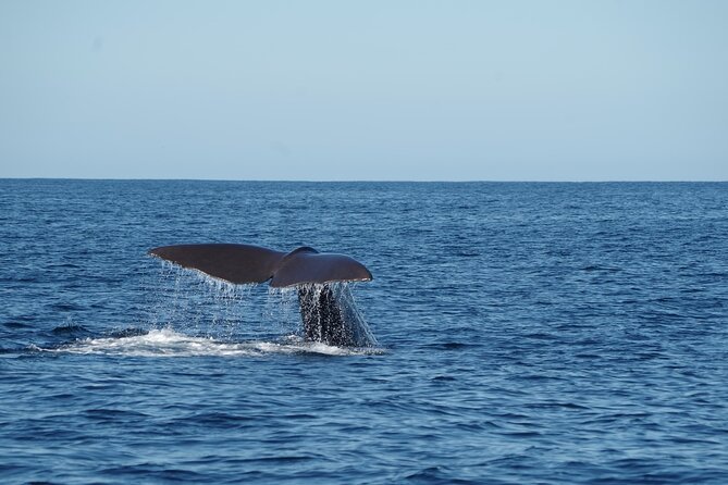 Whale & Dolphin Watching Trincomalee - A picnic breakfast on the water