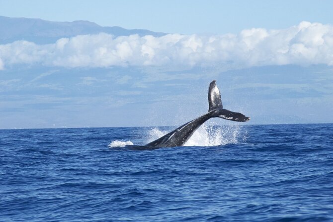 Whale & Dolphin Watching Trincomalee - Is $65 a fair price?