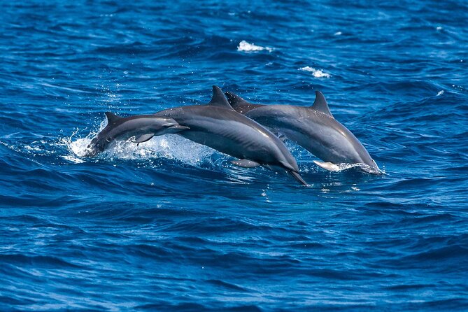 Whale & Dolphin Watching Trincomalee - Understanding the hotel pickup and return