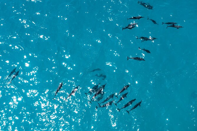 Whale & Dolphin Watching Trincomalee - From shore to the private motor boat