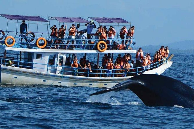 Whale Watching Experience in Mirissa - Why the 6:00 am start matters