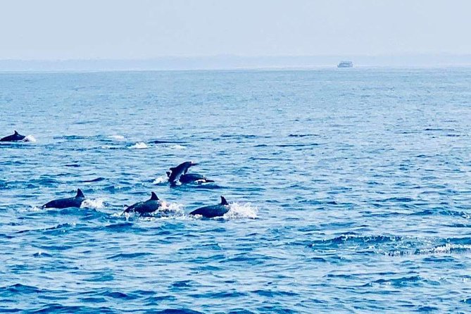Whale Watching Experience in Mirissa - What you may see beyond blue whales