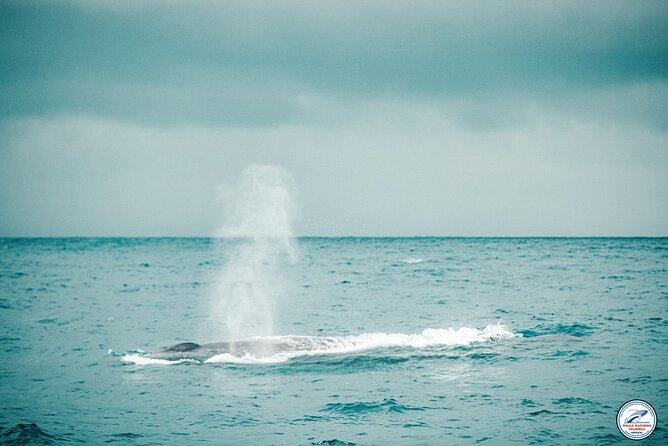 Whale Watching Mirissa Ultimate Tour in Sri Lanka with Breakfast - What the three-hour sea journey feels like