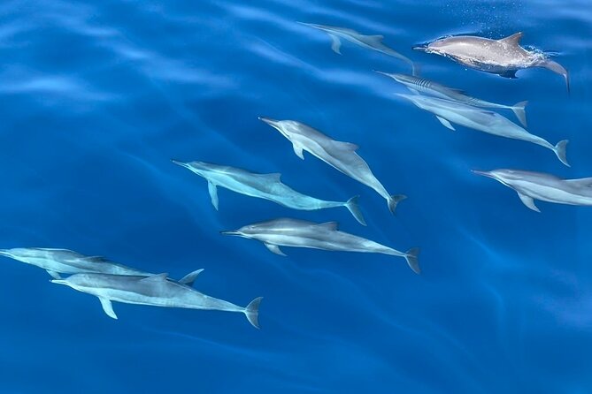 Whale Watching Mirissa Ultimate Tour in Sri Lanka with Breakfast - Responsible whale watching, not a wildlife chase